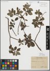 Foto von Salix myrsinifolia Salisb.